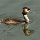 Haubentaucher (Podiceps cristatus)