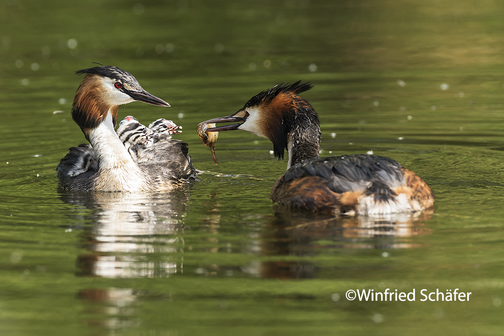 Haubentaucher (Podiceps cristatus) 5267