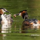 Haubentaucher (Podiceps cristatus) 5267