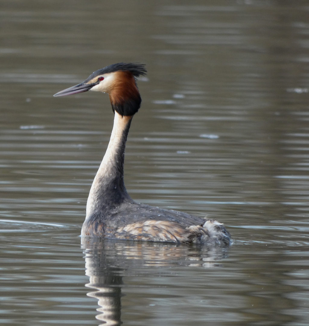 Haubentaucher (Podiceps cristatus)