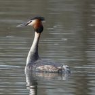 Haubentaucher (Podiceps cristatus)