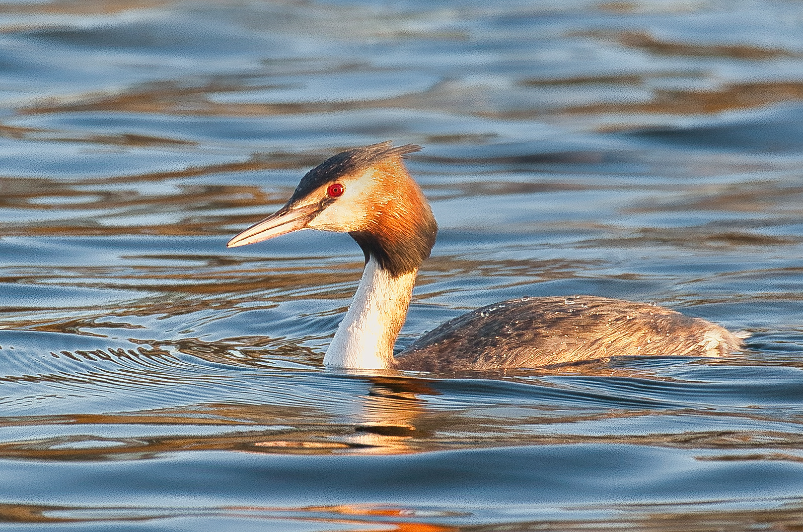 Haubentaucher (Podiceps cristatus)