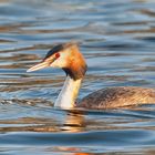 Haubentaucher (Podiceps cristatus)