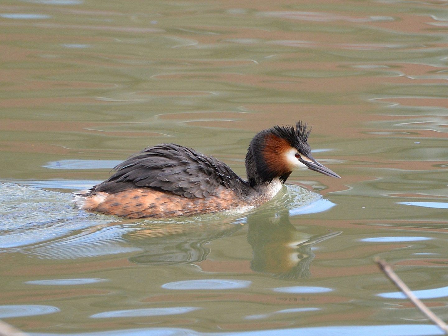 Haubentaucher - Podiceps cristatus