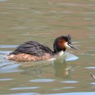 Haubentaucher - Podiceps cristatus