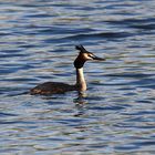 Haubentaucher (Podiceps cristatus)