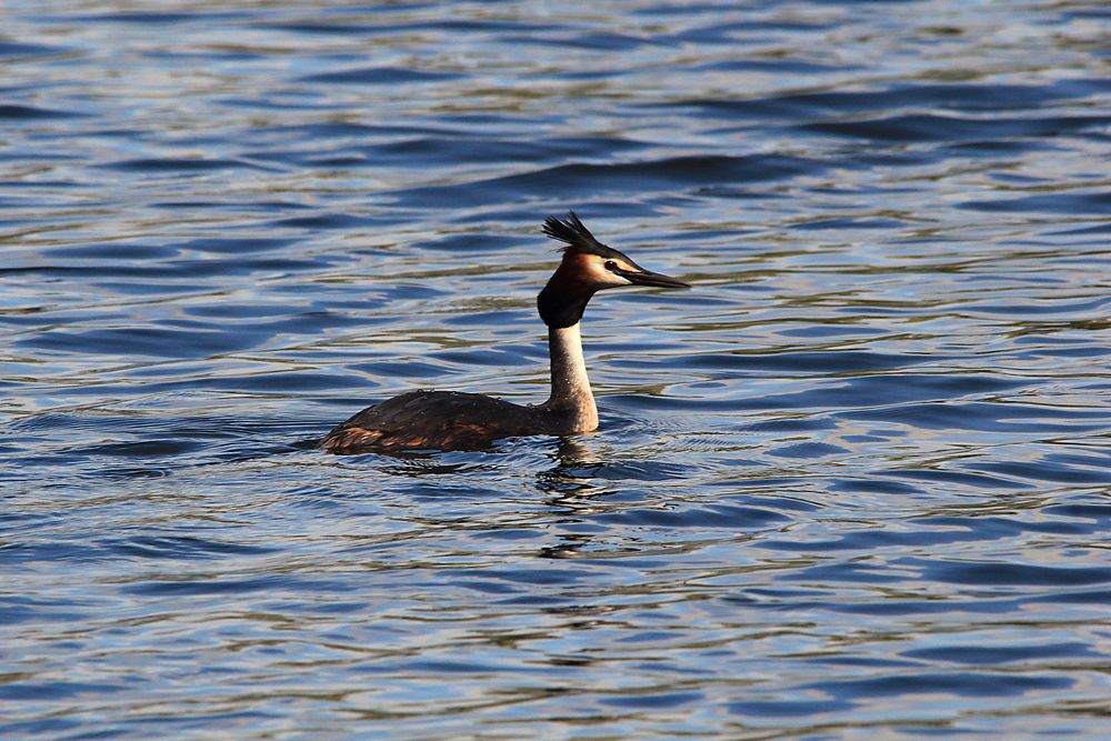 Haubentaucher (Podiceps cristatus)