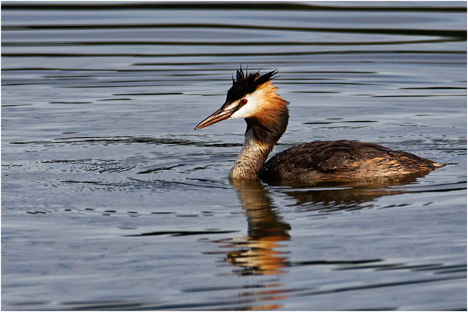 Haubentaucher (Podiceps cristatus)