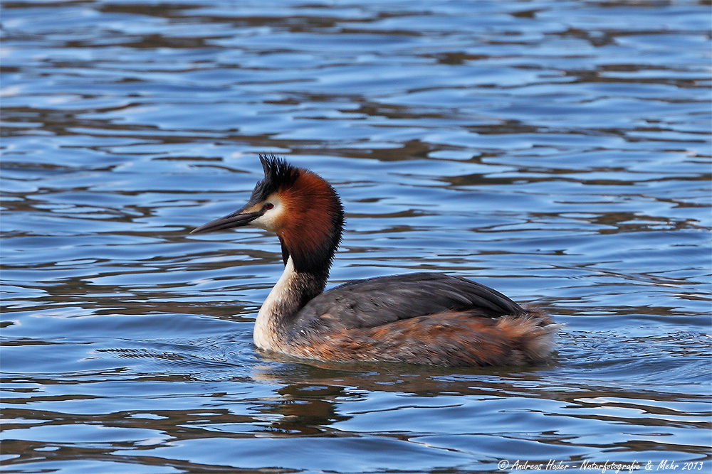 Haubentaucher (Podiceps cristatus)