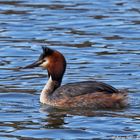 Haubentaucher (Podiceps cristatus)