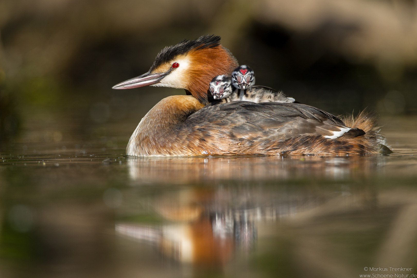 Haubentaucher [Podiceps cristatus]