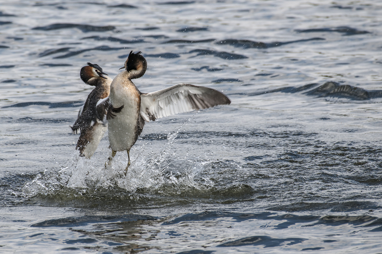  Haubentaucher (Podiceps cristatus) 