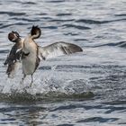  Haubentaucher (Podiceps cristatus) 