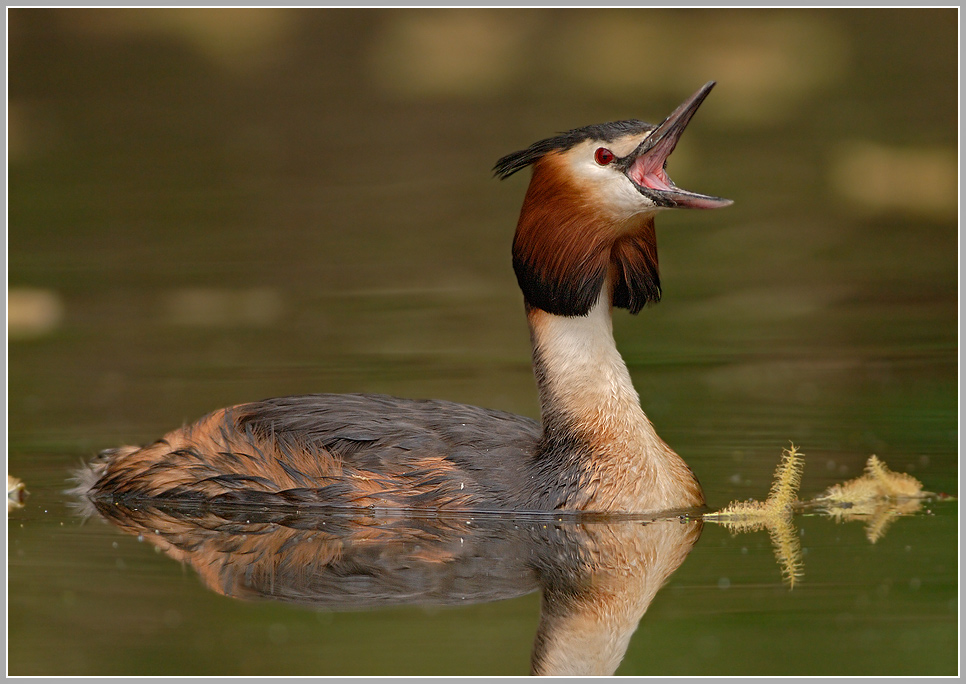 Haubentaucher (Podiceps cristatus)