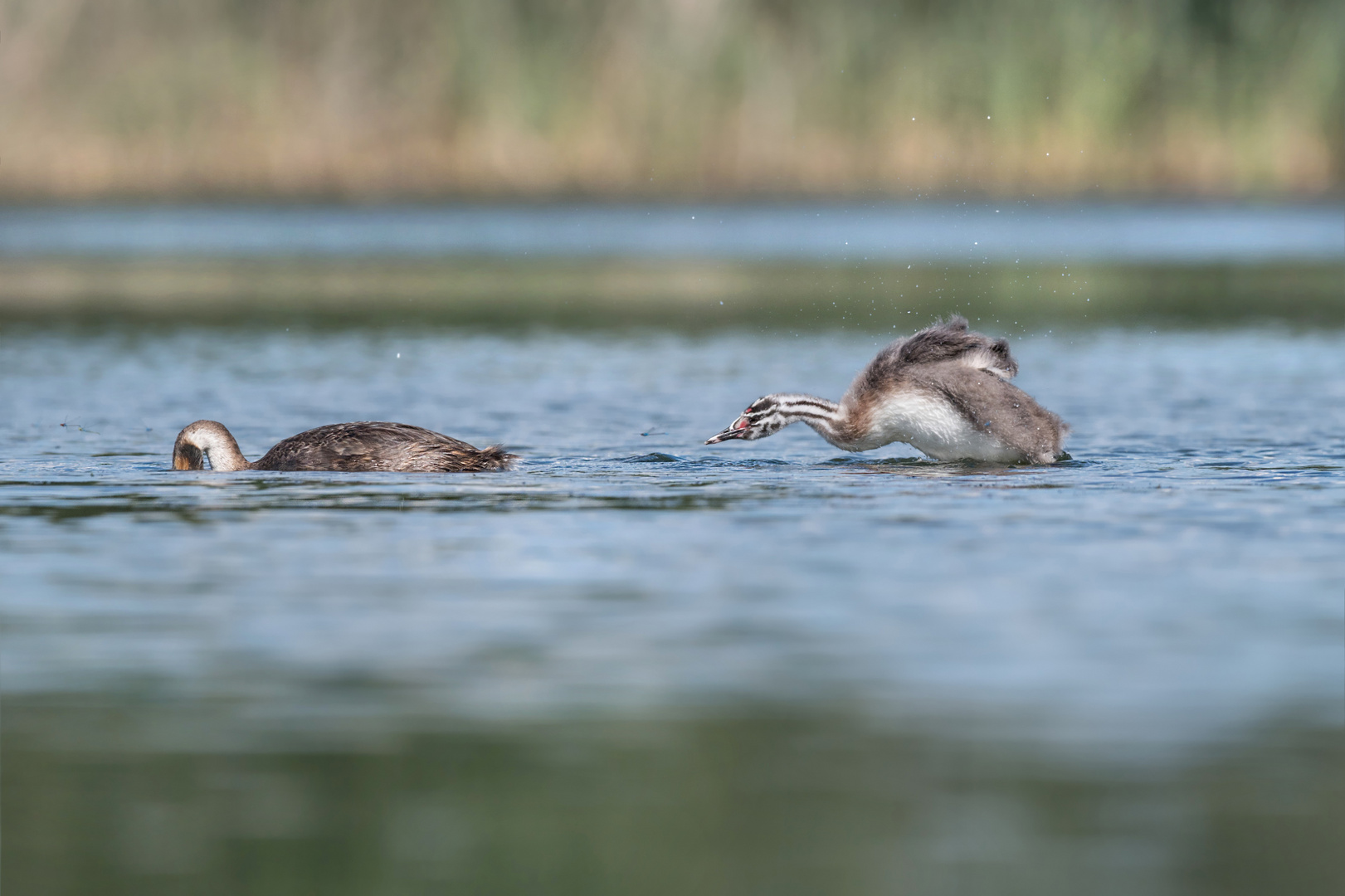 Haubentaucher (Podiceps cristatus)