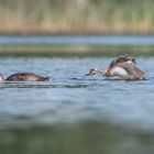 Haubentaucher (Podiceps cristatus)