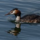 Haubentaucher (Podiceps cristatus)