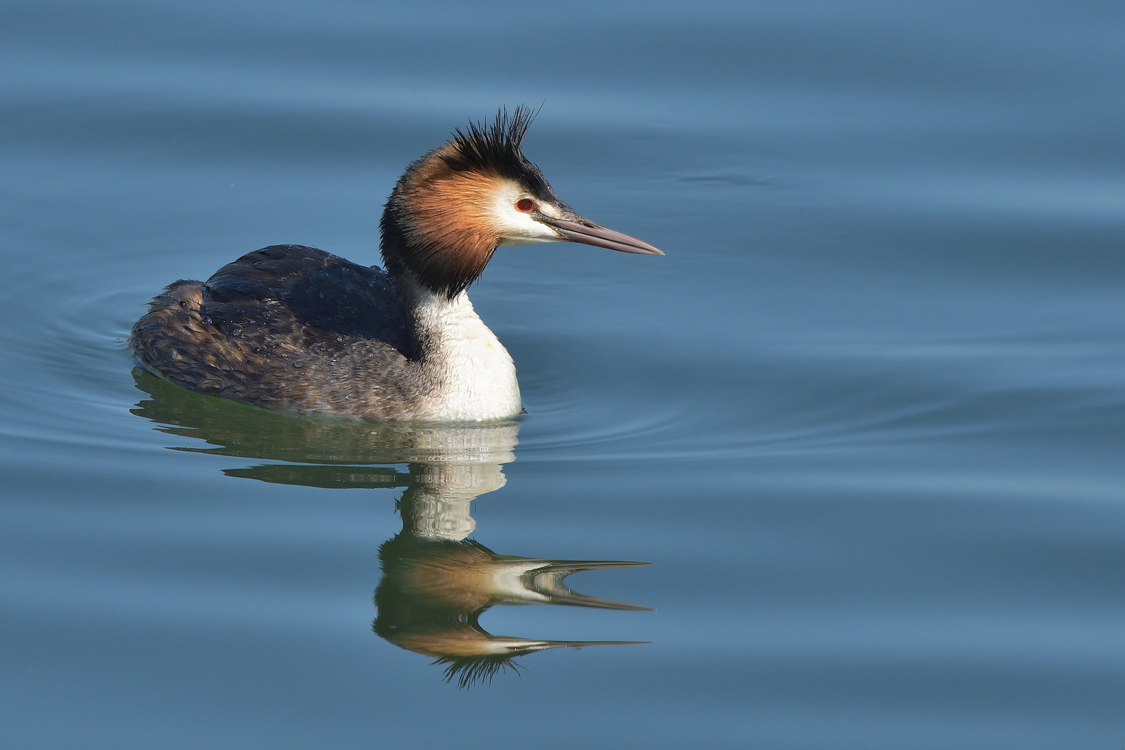 Haubentaucher (Podiceps cristatus)