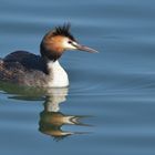 Haubentaucher (Podiceps cristatus)