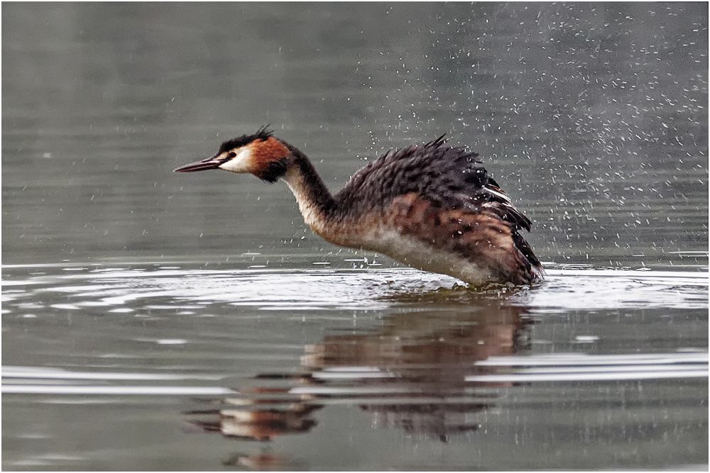 Haubentaucher (Podiceps cristatus)