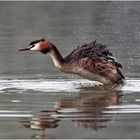 Haubentaucher (Podiceps cristatus)