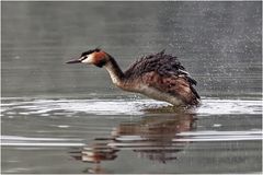 Haubentaucher (Podiceps cristatus)