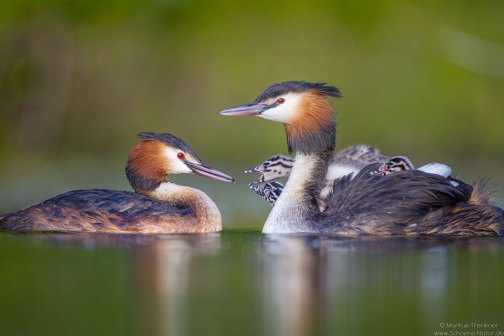 Haubentaucher [Podiceps cristatus]