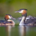 Haubentaucher [Podiceps cristatus]