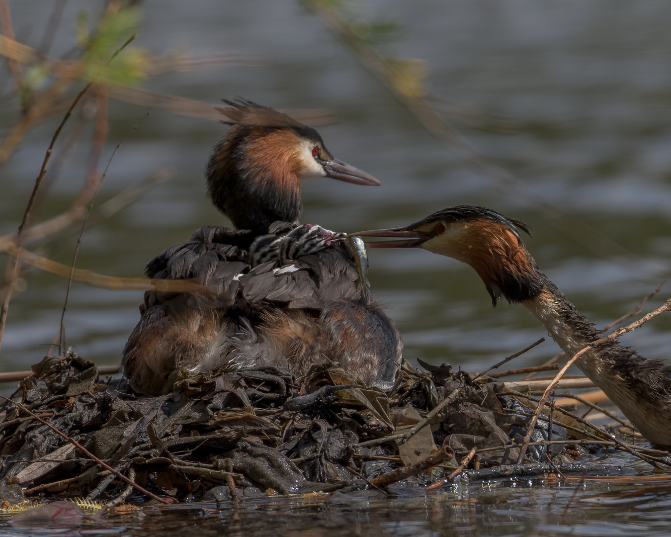 Haubentaucher (Podiceps cristatus)