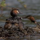 Haubentaucher (Podiceps cristatus)