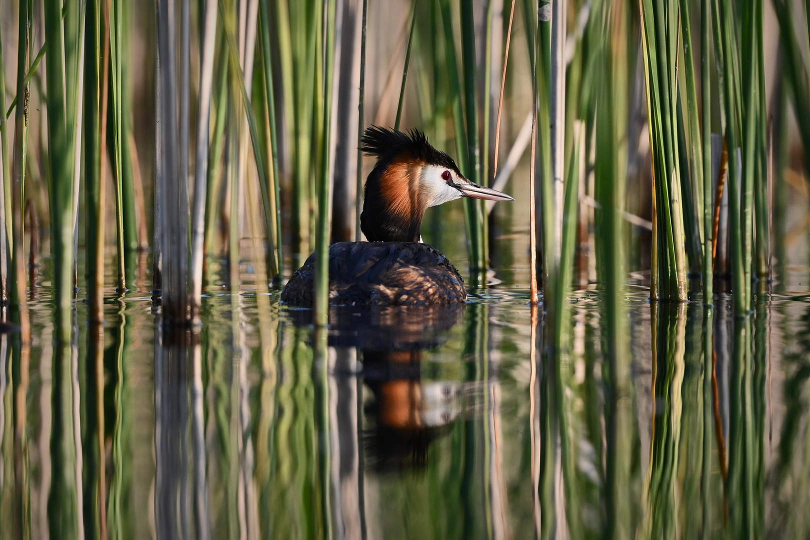 Haubentaucher (Podiceps cristatus)