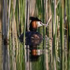 Haubentaucher (Podiceps cristatus)