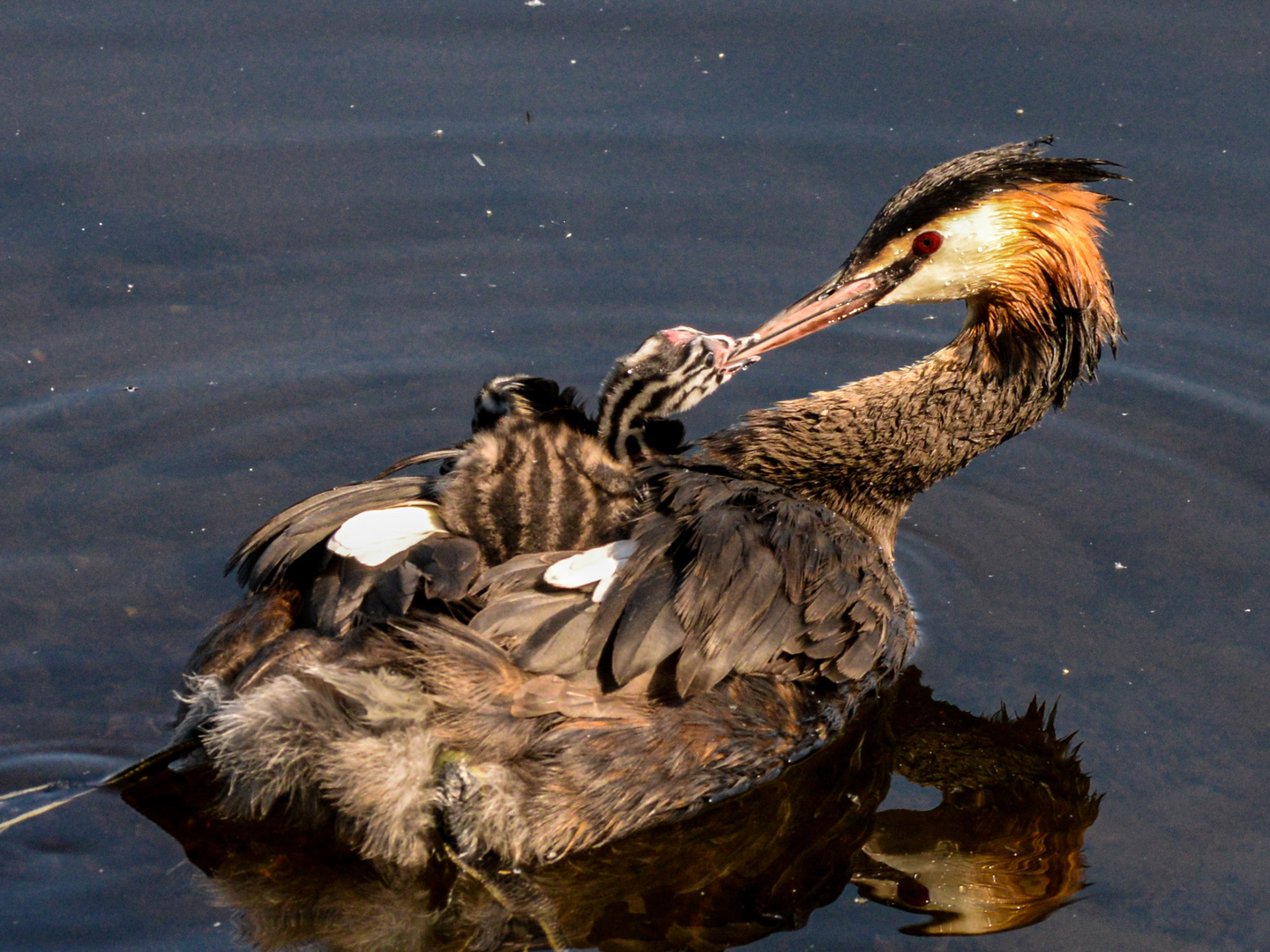 Haubentaucher (Podiceps cristatus) 