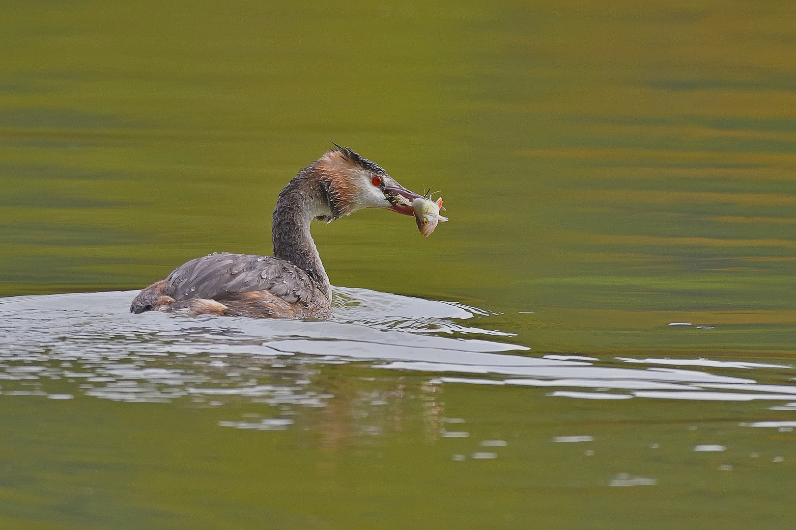 Haubentaucher (Podiceps cristatus)