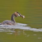 Haubentaucher (Podiceps cristatus)