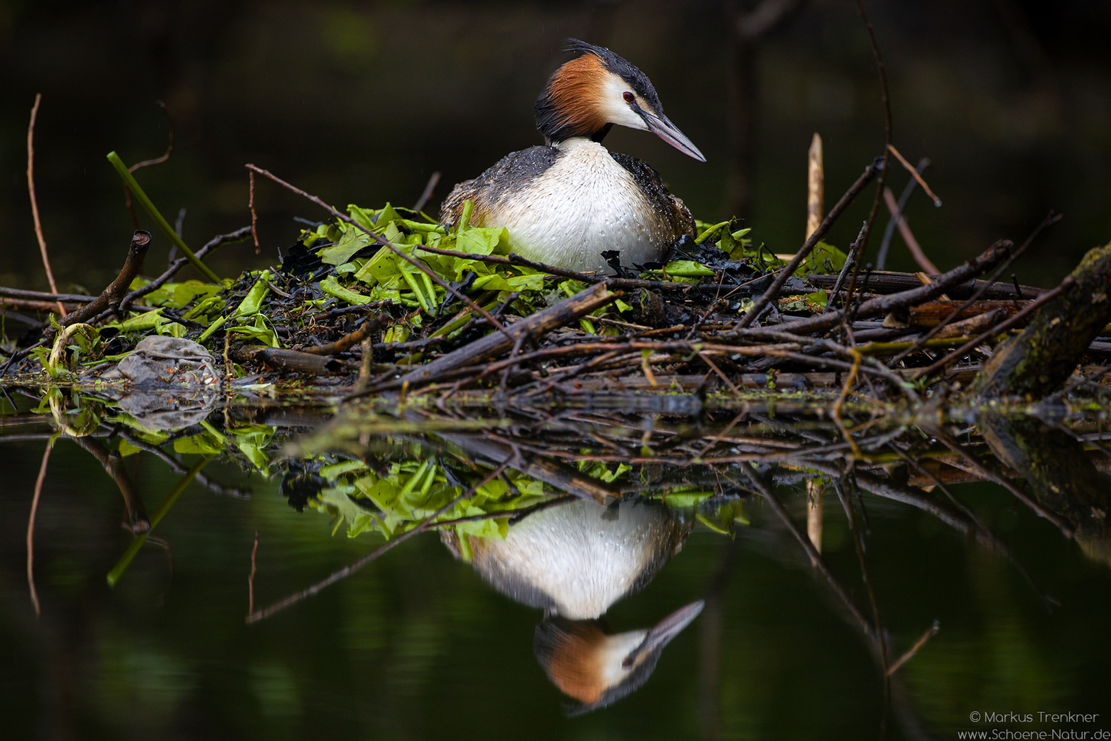 Haubentaucher [Podiceps cristatus]