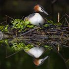 Haubentaucher [Podiceps cristatus]