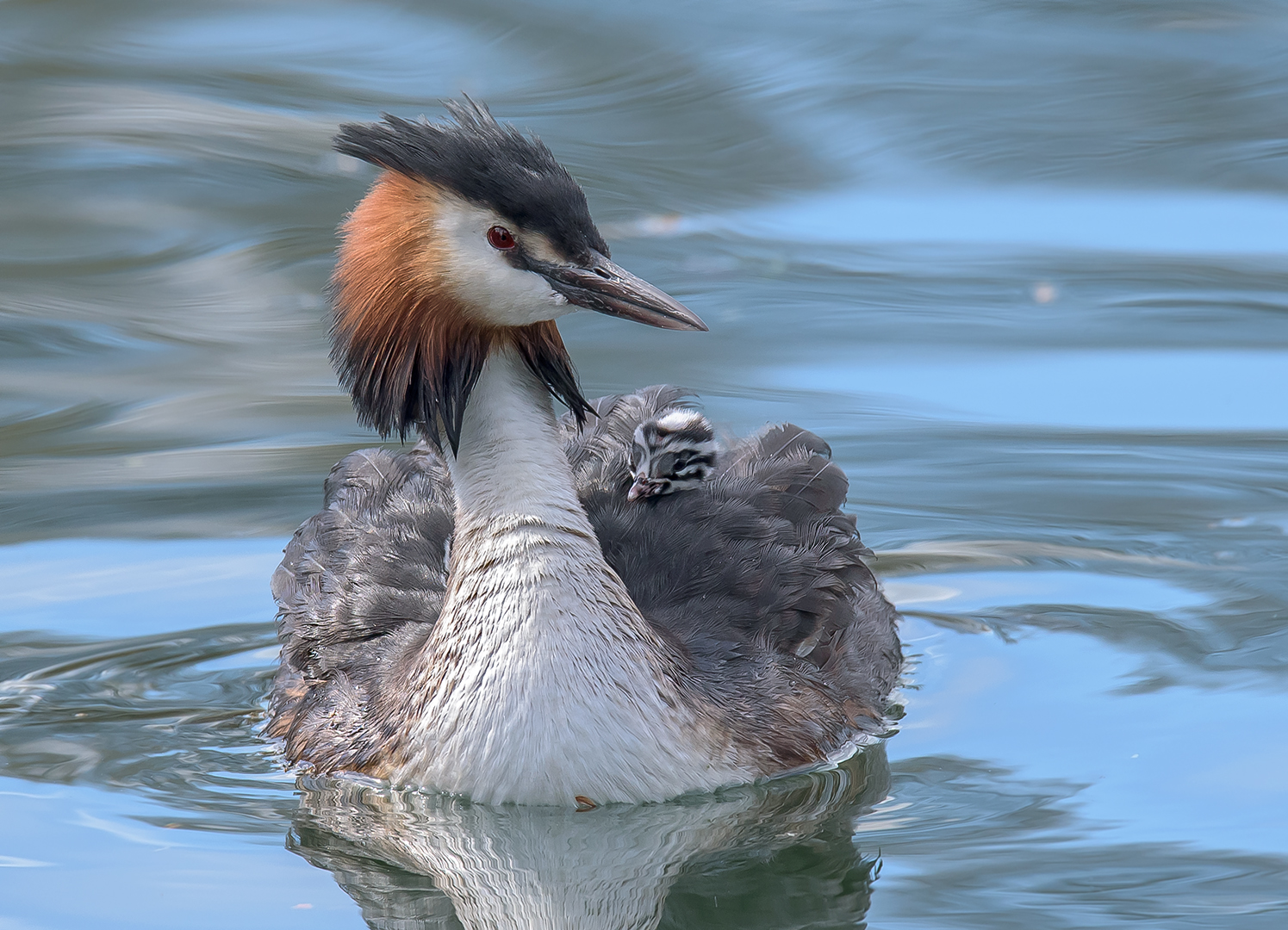 Haubentaucher (Podiceps cristatus)