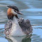 Haubentaucher (Podiceps cristatus)