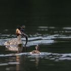 Haubentaucher (Podiceps cristatus)