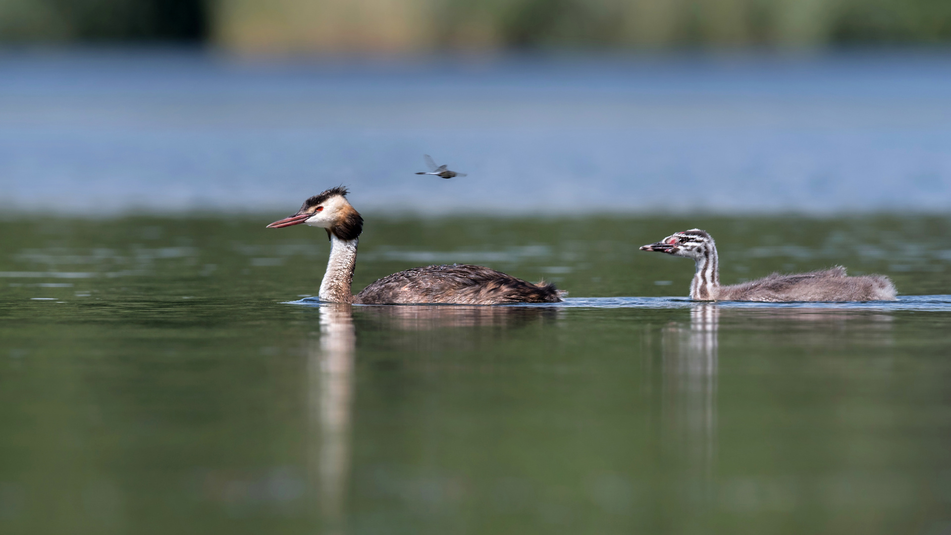 Haubentaucher (Podiceps cristatus)