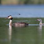 Haubentaucher (Podiceps cristatus)