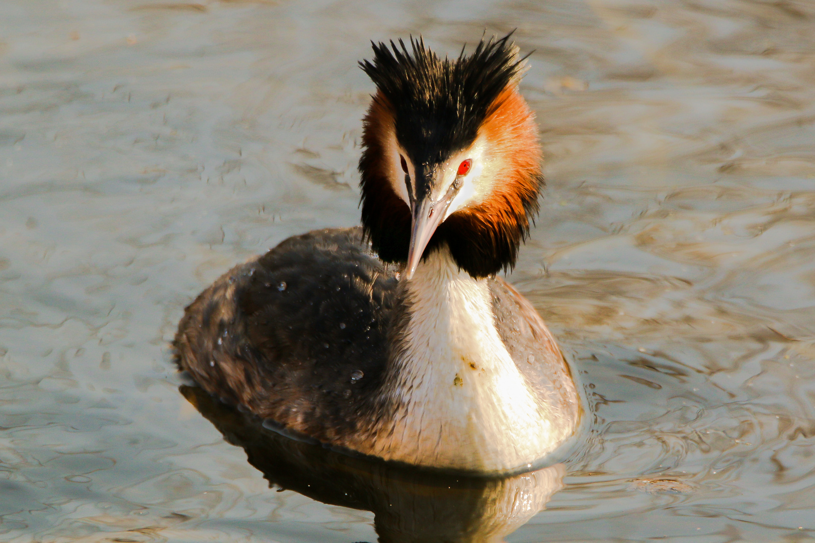 Haubentaucher (Podiceps cristatus)