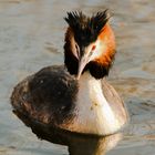 Haubentaucher (Podiceps cristatus)