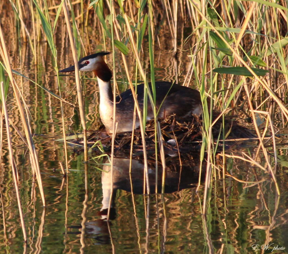 ~ Haubentaucher (Podiceps cristatus) ~