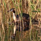 ~ Haubentaucher (Podiceps cristatus) ~