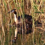 ~ Haubentaucher (Podiceps cristatus) ~