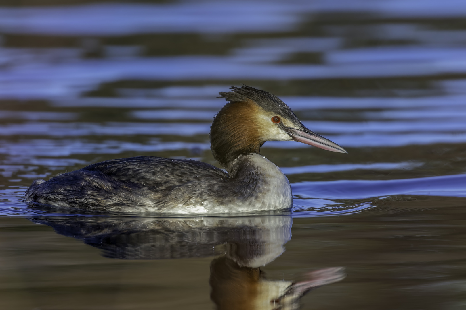 Haubentaucher (Podiceps cristatus)