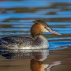 Haubentaucher (Podiceps cristatus)