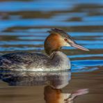 Haubentaucher (Podiceps cristatus)